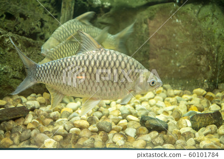 fresh water fish in aquarium . fresh water fish in aquarium . 60101784