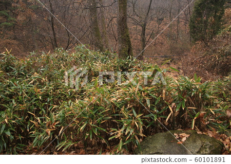 National Park, North Hansan, Jeongneung Valley National Park, North Hansan, Jeongneung Valley 60101891