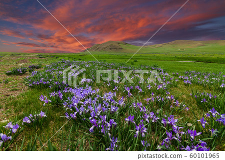 Field with flowers in mountain valley. Summer landscape during sunset Field with flowers in mountain valley. Summer landscape during sunset 60101965
