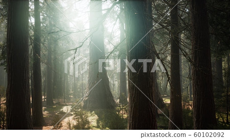 Sunrise in the Sequoias, General Grant Grove, 60102092