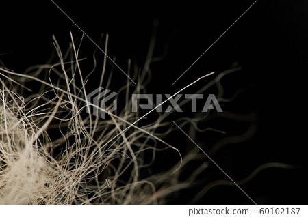 Close up of white dog hair Close up of white dog hair 60102187
