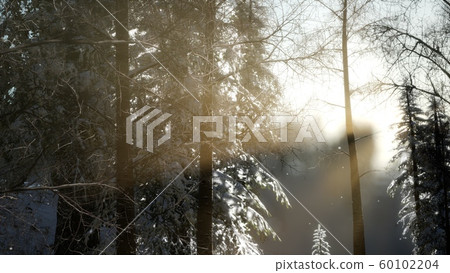 Splendid Christmas scene in the mountain forest. Splendid Christmas scene in the mountain forest. 60102204