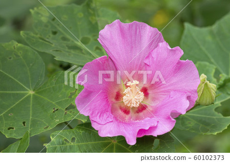 芙蓉 芙蓉 60102373