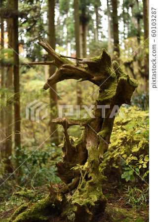 大岩神社樹 大岩神社樹 60103287