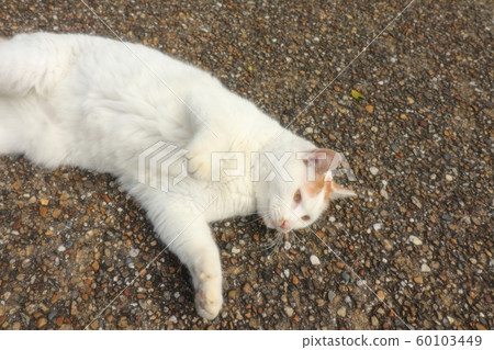 Park: Stray Cat: Play: People Become New: Newcomer: Male 60103449
