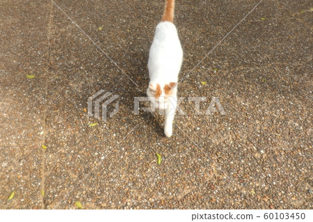 公園:流浪貓:戲劇:人們嶄新:新來者:男 公園:流浪貓:戲劇:人們嶄新:新來者:男 60103450