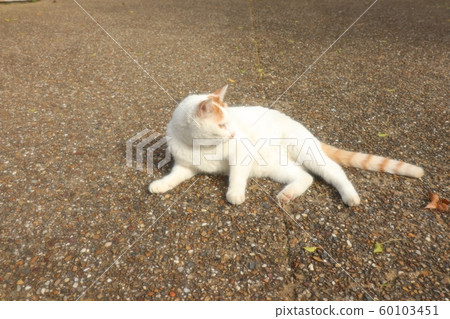 Park: Stray Cat: Play: People Become New: Newcomer: Male Park: Stray Cat: Play: People Become New: Newcomer: Male 60103451