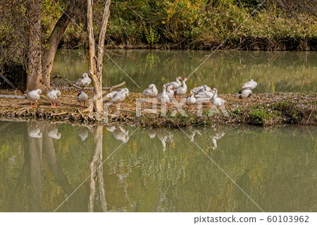Ducks in the Tagus River, Aranjuez. madrid Spain Ducks in the Tagus River, Aranjuez. madrid Spain 60103962