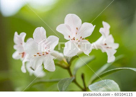 Vire杜鵑花 Vire杜鵑花 60104115