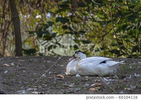 Black and white duck resting. Aranjuez. Madrid's Black and white duck resting. Aranjuez. Madrid's 60104116