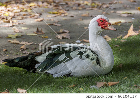 Muscovy duck resting. Aranjuez, Madrid. Spain, Muscovy duck resting. Aranjuez, Madrid. Spain, 60104117