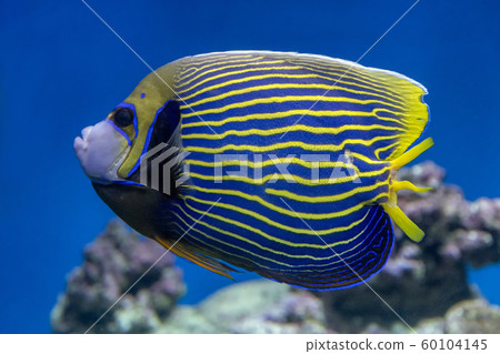 Emperor Angelfish close-up on the background of reefs Emperor Angelfish close-up on the background of reefs 60104145
