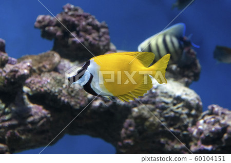 Foxface Rabbitfish (Siganus Vulpinus) tropical fish in aquarium 60104151