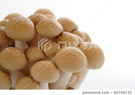 Bunashimeji 60104232