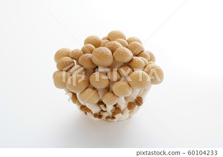 Bunashimeji 60104233