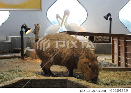 Nifrel Capybara and Pelican Nifrel Capybara and Pelican 60104289