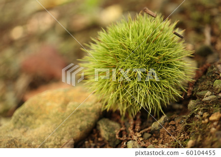 Chestnut Chestnut 60104455
