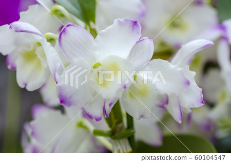 Dendorobyumu Dendorobyumu 60104547