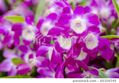 Dendorobyumu Dendorobyumu 60104548