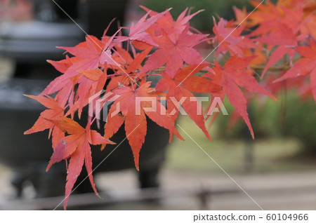 Autumn leaves Autumn leaves 60104966