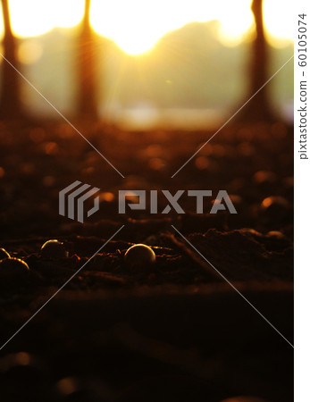 Setting sun Setting sun 60105074