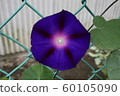 Morning glory petals gradation 60105090