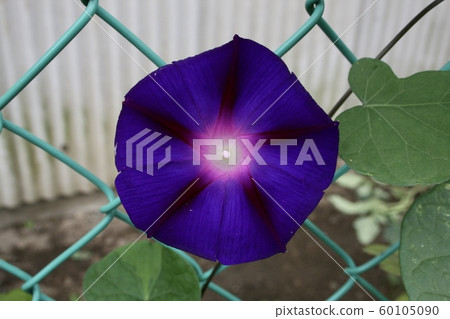 Morning glory petals gradation Morning glory petals gradation 60105090