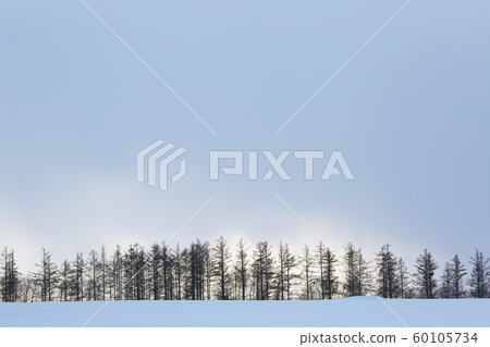 Hokkaido windbreak forest Hokkaido windbreak forest 60105734