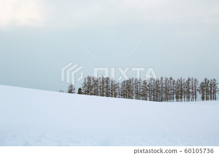 Hokkaido windbreak forest Hokkaido windbreak forest 60105736