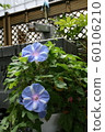 Morning glory blooming in the temple garden 60106210