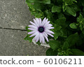 A small flower found on the roadside 60106211