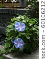 Morning glory blooming in the temple garden 60106212