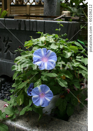 Morning glory blooming in the temple garden Morning glory blooming in the temple garden 60106212