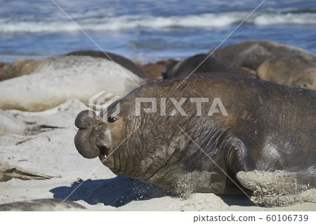 Southern Elephant Seals in the Falkland Islands 60106739
