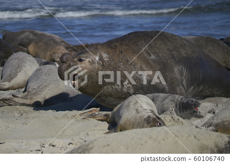 Southern Elephant Seals in the Falkland Islands Southern Elephant Seals in the Falkland Islands 60106740