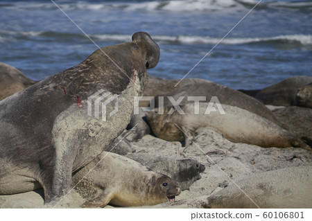 Southern Elephant Seals in the Falkland Islands 60106801