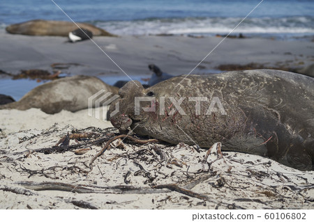 Southern Elephant Seals in the Falkland Islands Southern Elephant Seals in the Falkland Islands 60106802