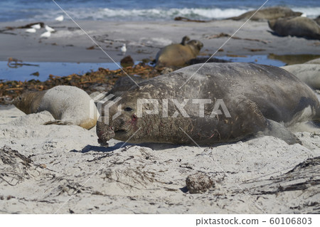 Southern Elephant Seals in the Falkland Islands Southern Elephant Seals in the Falkland Islands 60106803