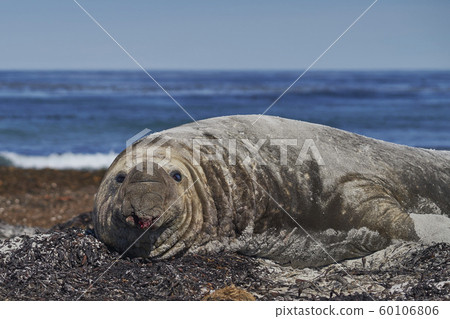 Southern Elephant Seals in the Falkland Islands 60106806