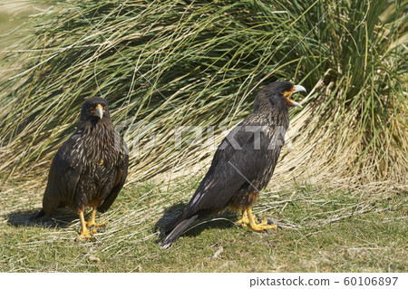 Striated Caracara (Phalcoboenus australis) Striated Caracara (Phalcoboenus australis) 60106897