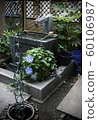 Morning glory blooming in the temple garden 60106987