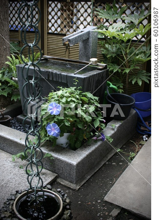 Morning glory blooming in the temple garden Morning glory blooming in the temple garden 60106987