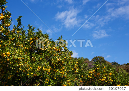 伊豆橘園的美味橘子 60107017