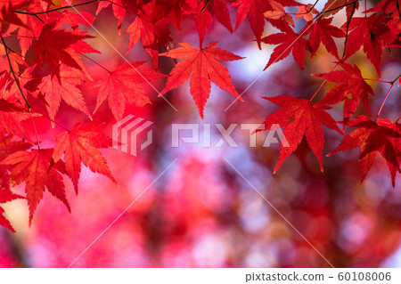 Autumn leaves / autumn image 60108006