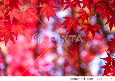 Autumn leaves / autumn image 60108007