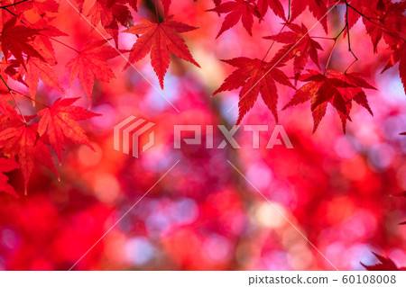 Autumn leaves / autumn image Autumn leaves / autumn image 60108008