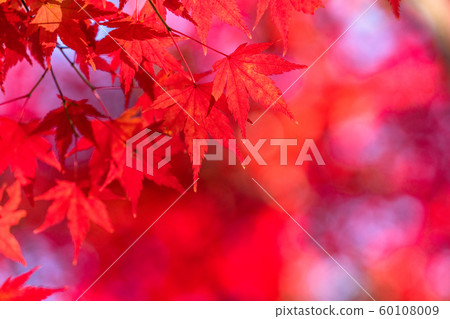 Autumn leaves / autumn image Autumn leaves / autumn image 60108009