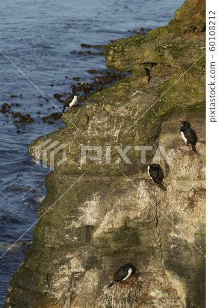 Rock Shag (Phalacrocorax magellanicus) Rock Shag (Phalacrocorax magellanicus) 60108212