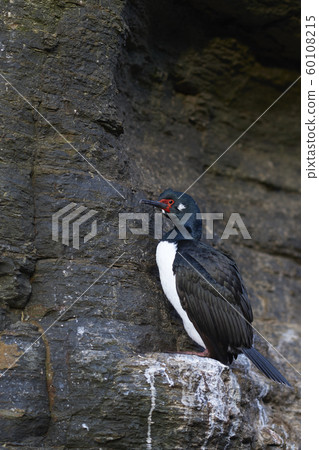 Rock Shag (Phalacrocorax magellanicus) Rock Shag (Phalacrocorax magellanicus) 60108215