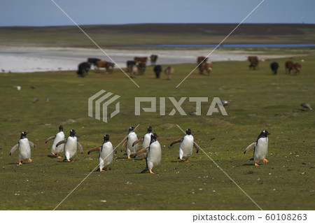 Farming on the Falkland Islands Farming on the Falkland Islands 60108263